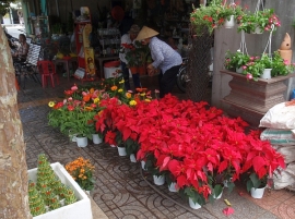 A flower stall selling poinsettias 