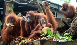 Orangutans in Singapore-Zoo