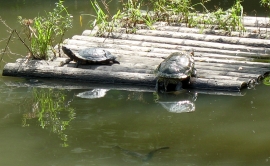 Two turtles on log raft in the Sungei Buloh Wetland Reserve